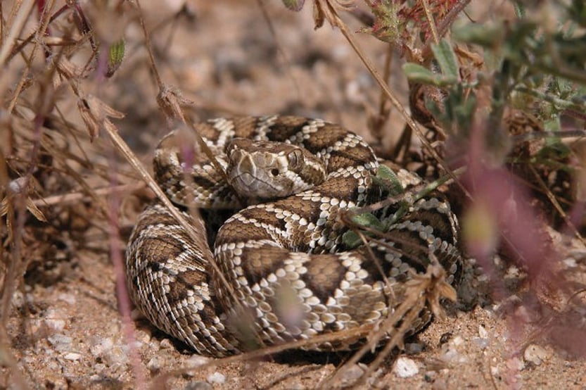 Rattlesnake in its natural habitat