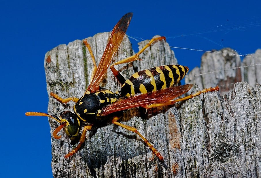 Wasp on a fence post