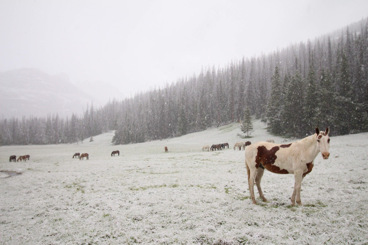 Herd of horses standing in a snowy field