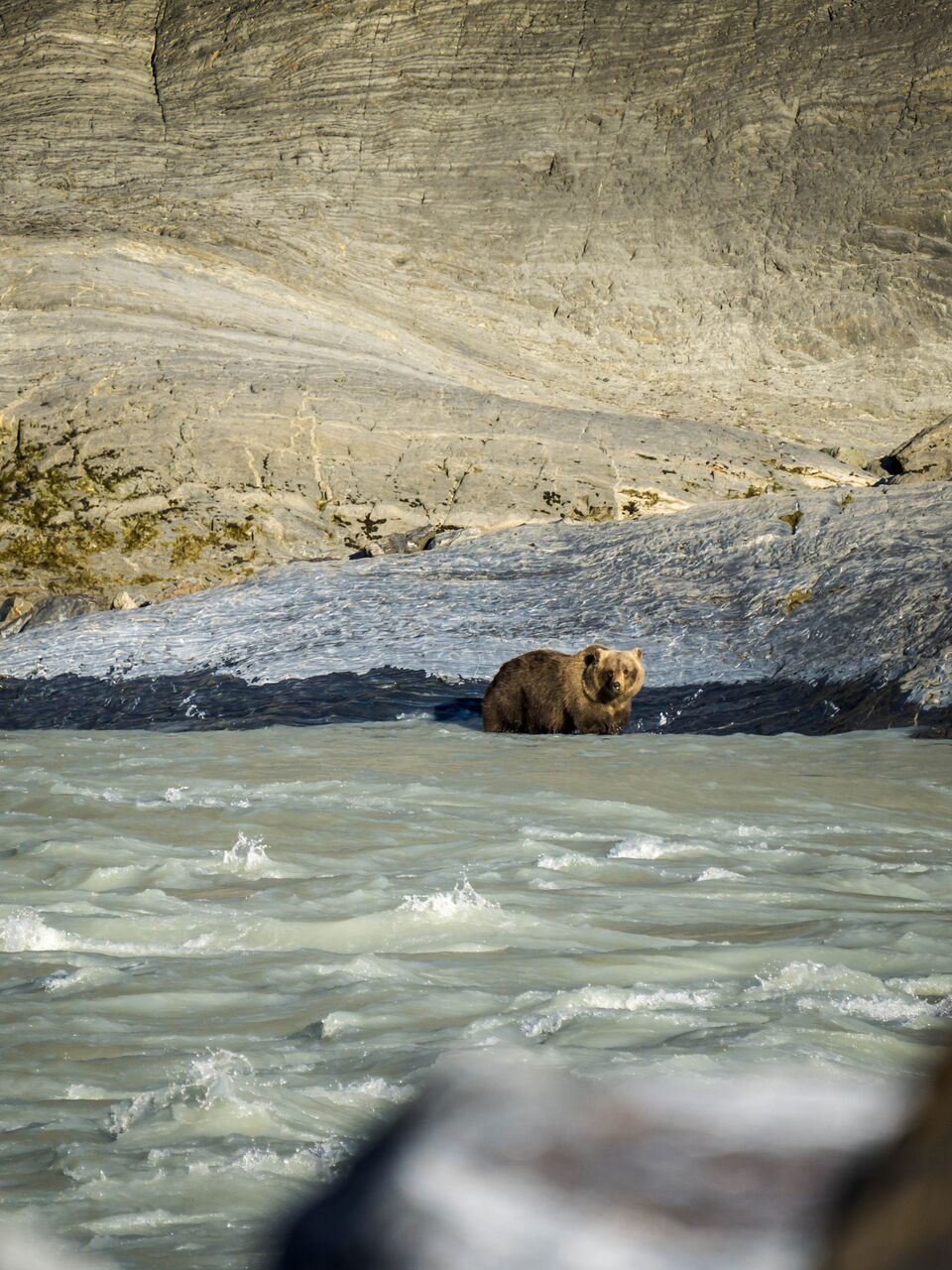 grizzly bear in the water near river's edge