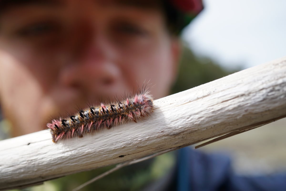 Close-up of a caterpillar on a stick
