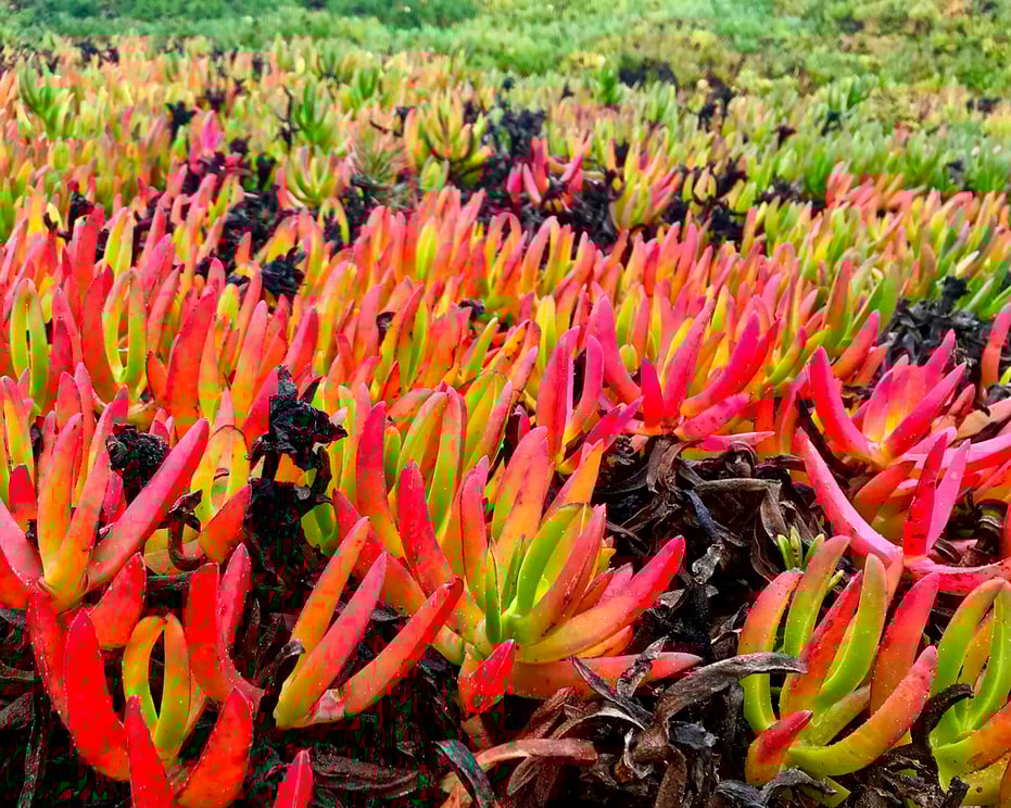 4 - colorful ice plant