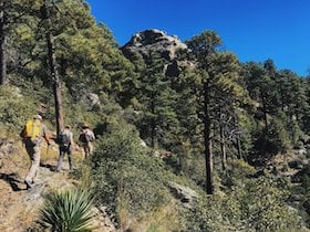NOLS students hike on a tree-lined trail in the Southwest