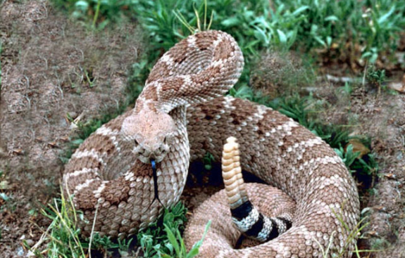 coiled rattlesnake with tongue sticking out