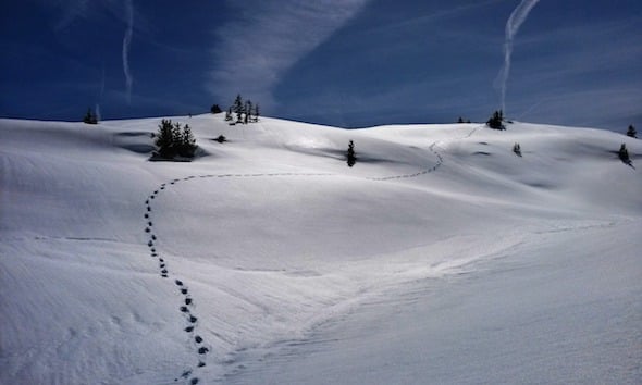 footprints in deep snow on a slope with some pines in the distance