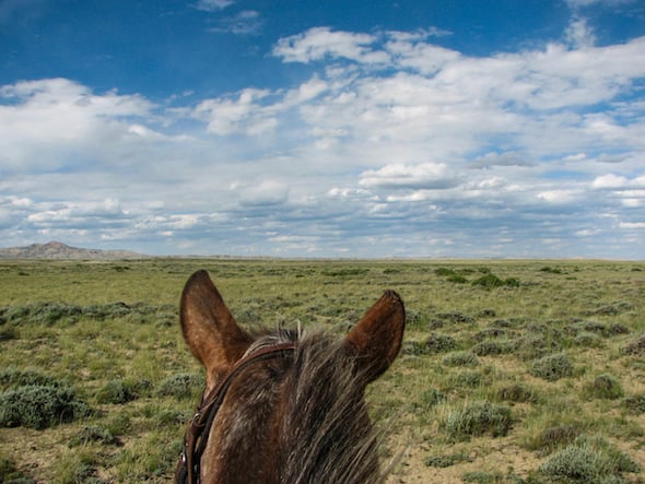 looking between a horse's ears at a sagebrush plain in Wyoming's Red Desert