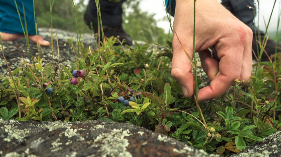 Close-up of hand picking wild berries growing close to the ground