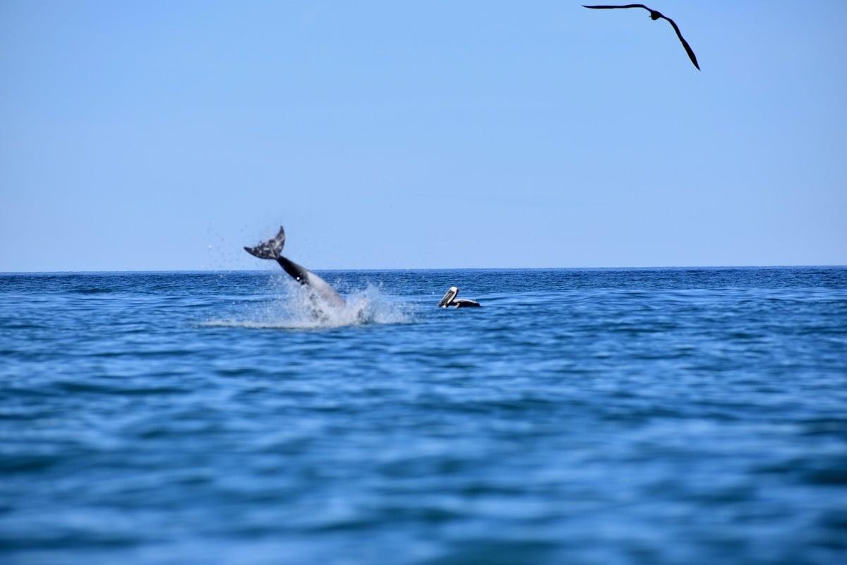 Dolphin leaping in the ocean with sea bird floating in the background