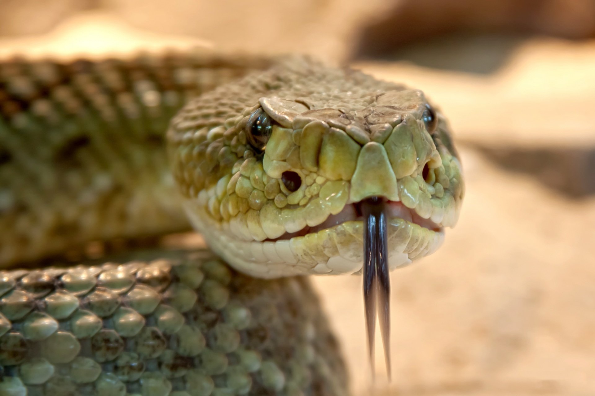 Close up of a rattlesnake with black tongue hanging out