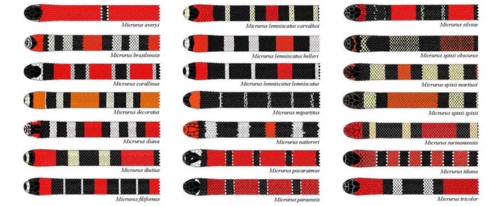 diagram of 21 possible patterns of snakes shown in red, orange, white, and black