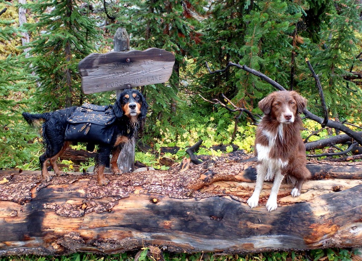 trail dogs - Zephyr and Ziba.jpg
