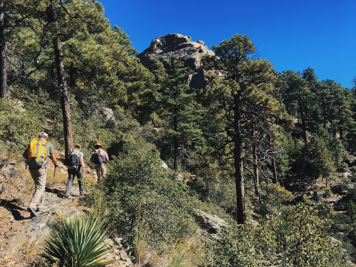Three hikers on a trail in an arid forest setting