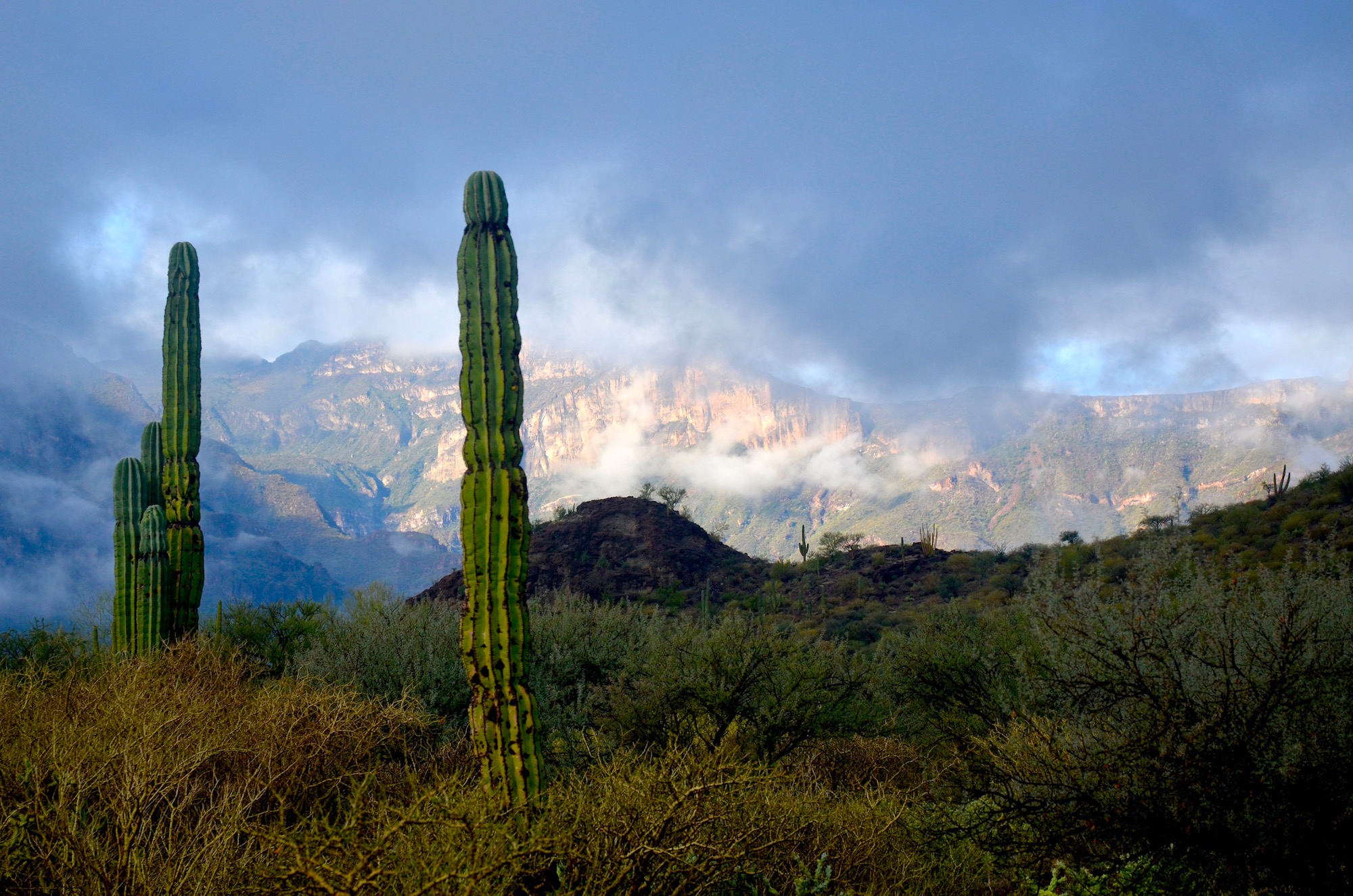 Cactus with clouds and mountains in the background