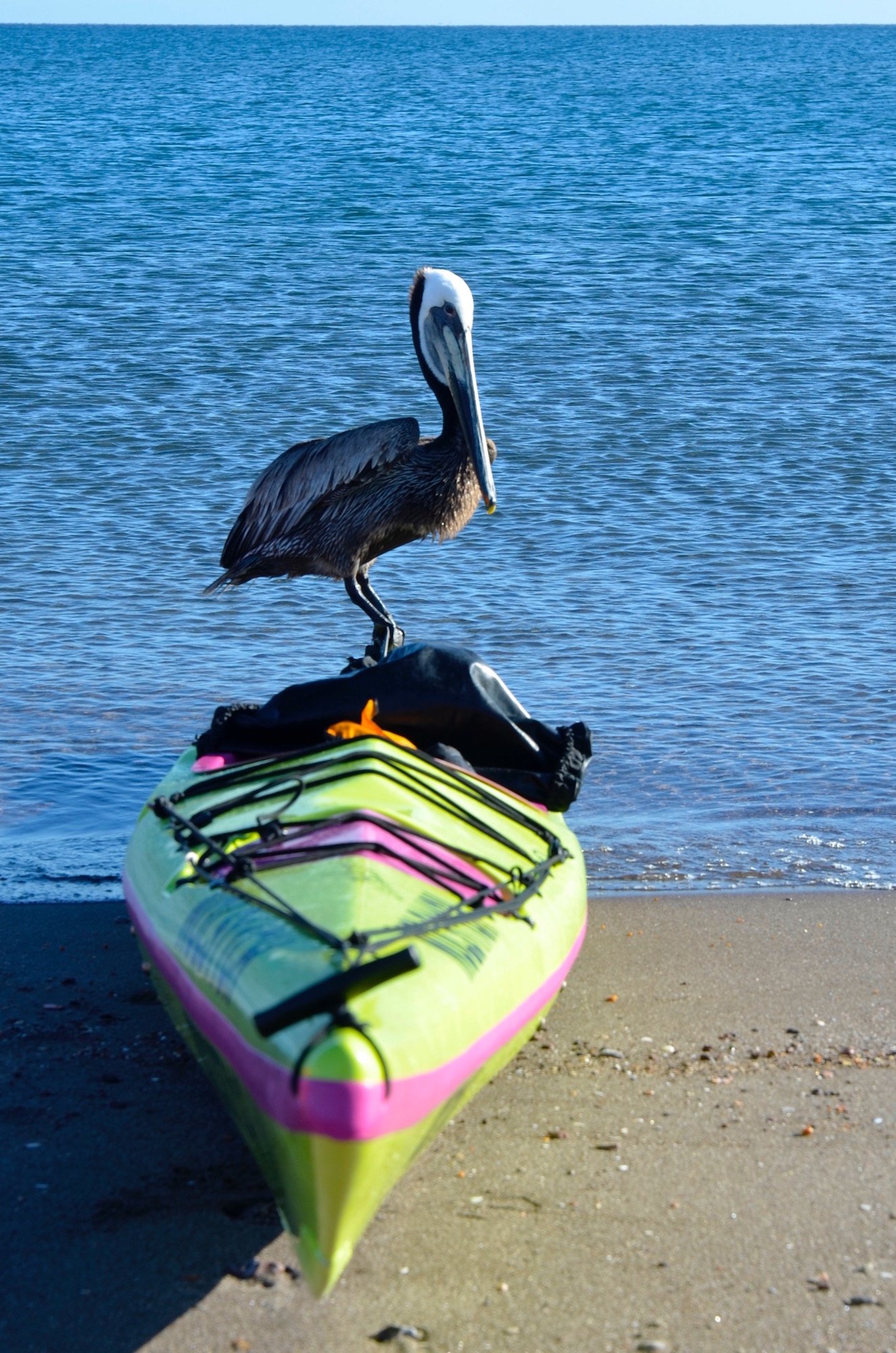 Pelican perched on top of a sea kayak