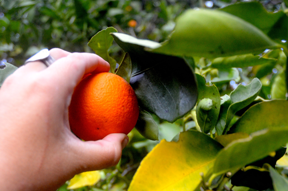 Close-up of hand picking an orange off a tree