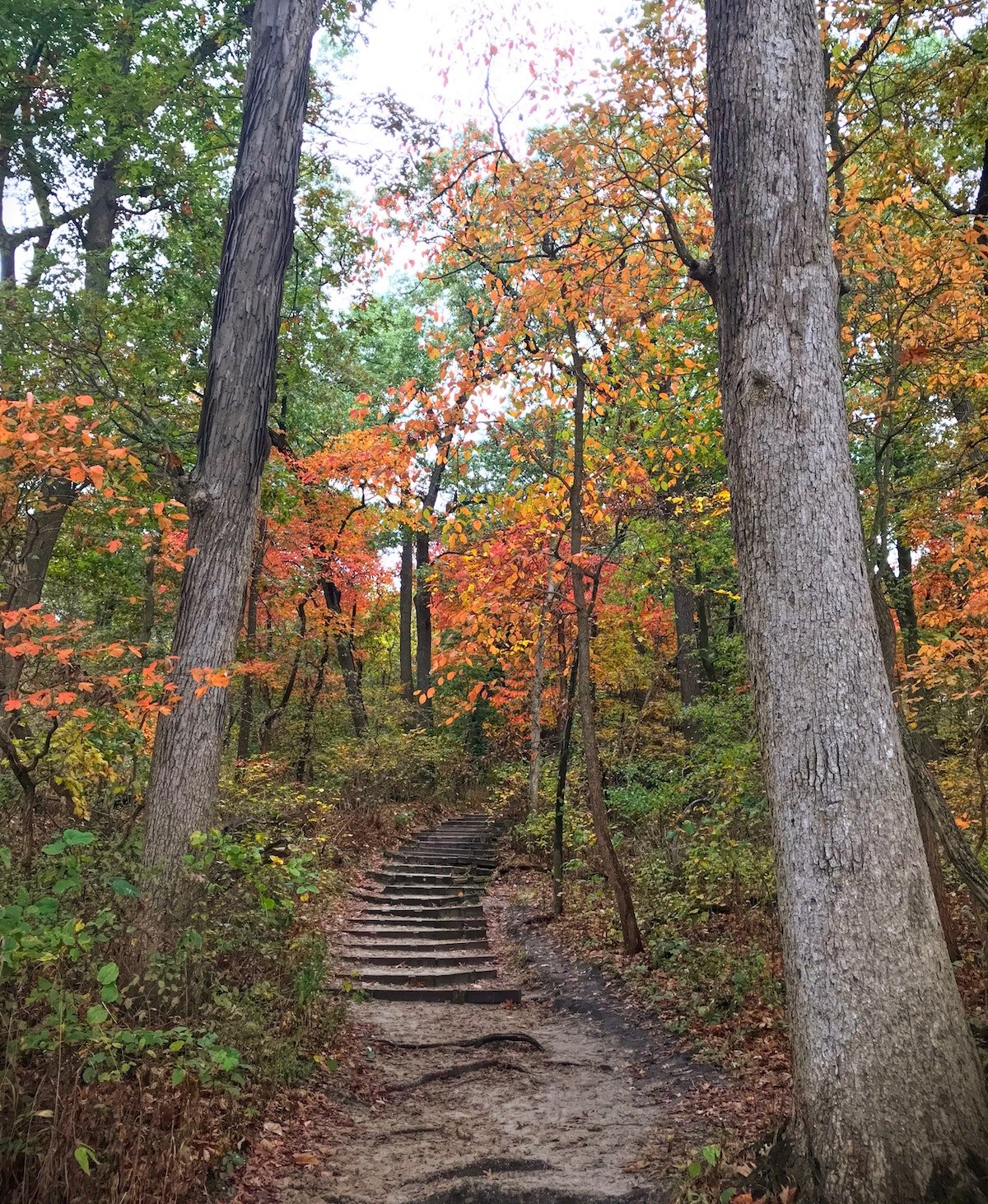 trees with fall foliage lining a trail with wooden steps