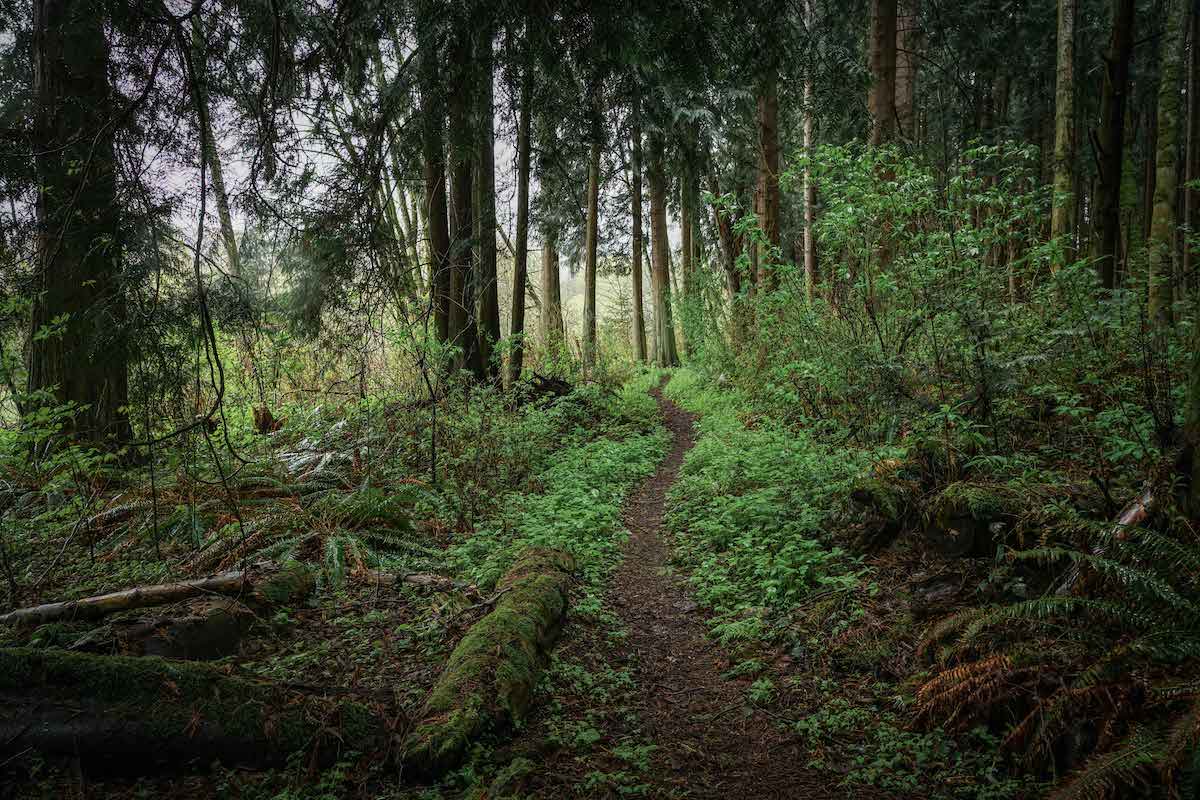 trail winding through lush green forest in the Pacific Northwest