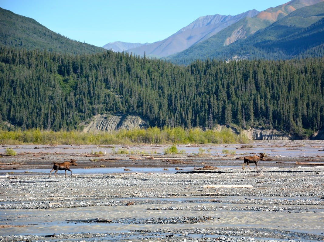 2 moose cross a gravel riverbed in alaska