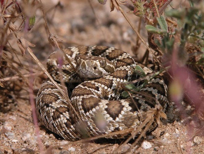 Crotalus_scutulatus_Mojave-rattlesnake-wikimedia-web