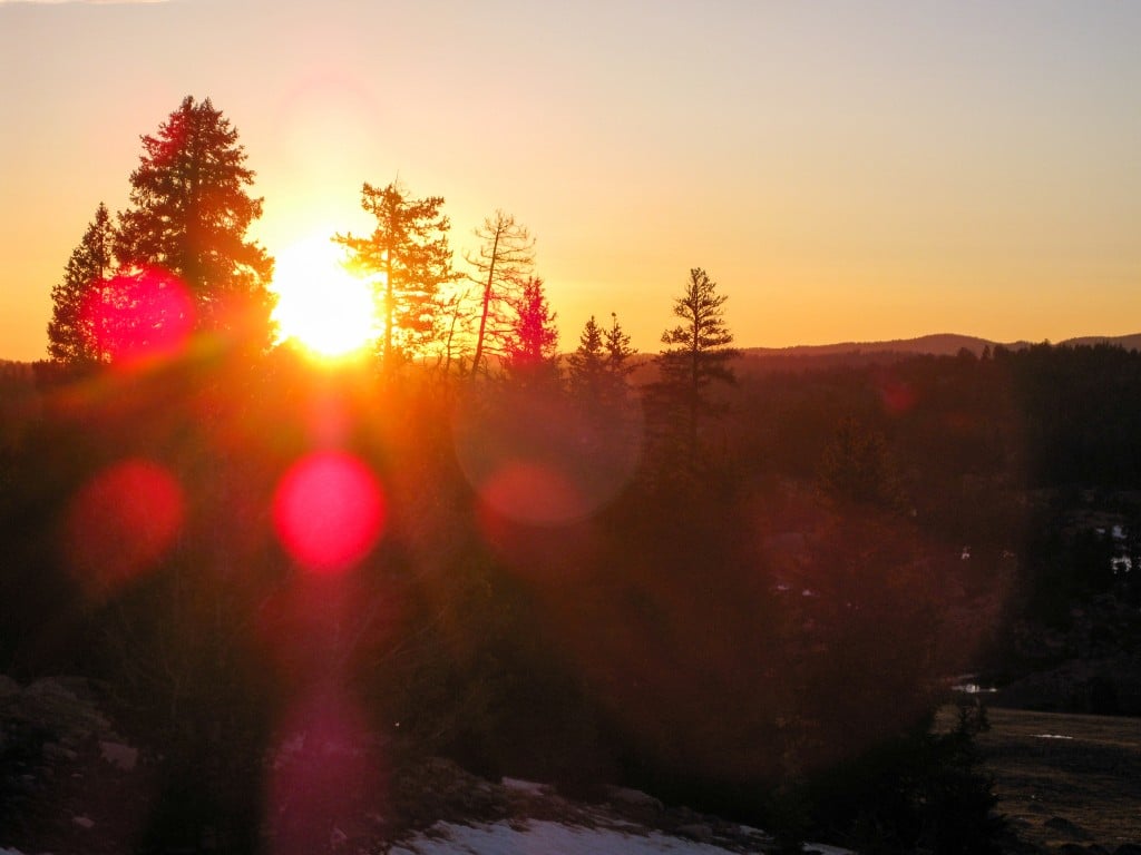 Pine trees at sunset