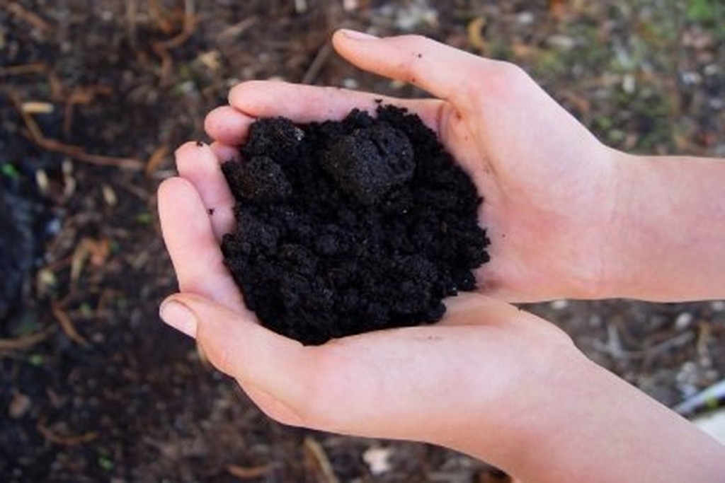 Hands holding composted soil