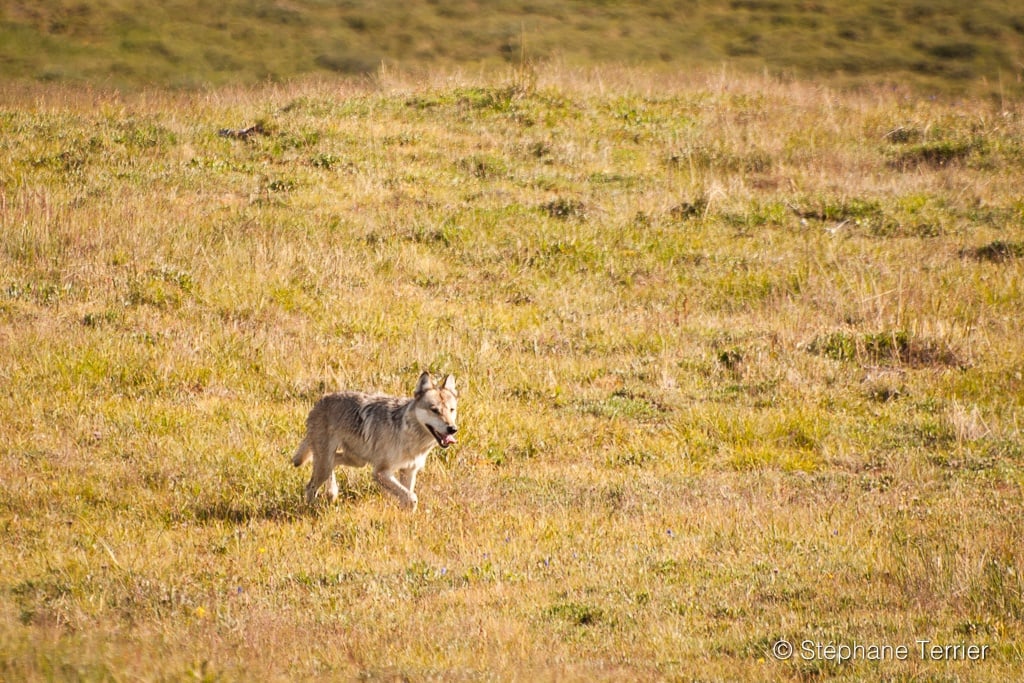 Wolf near camp
