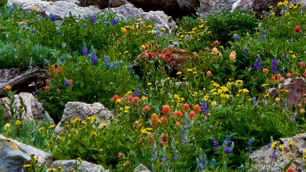 ellow, red, and purple wildflowers grow in a thick clump between rocks